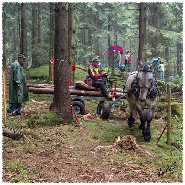 Skogs-SM på Björkholmen - Björkhult - Veddige