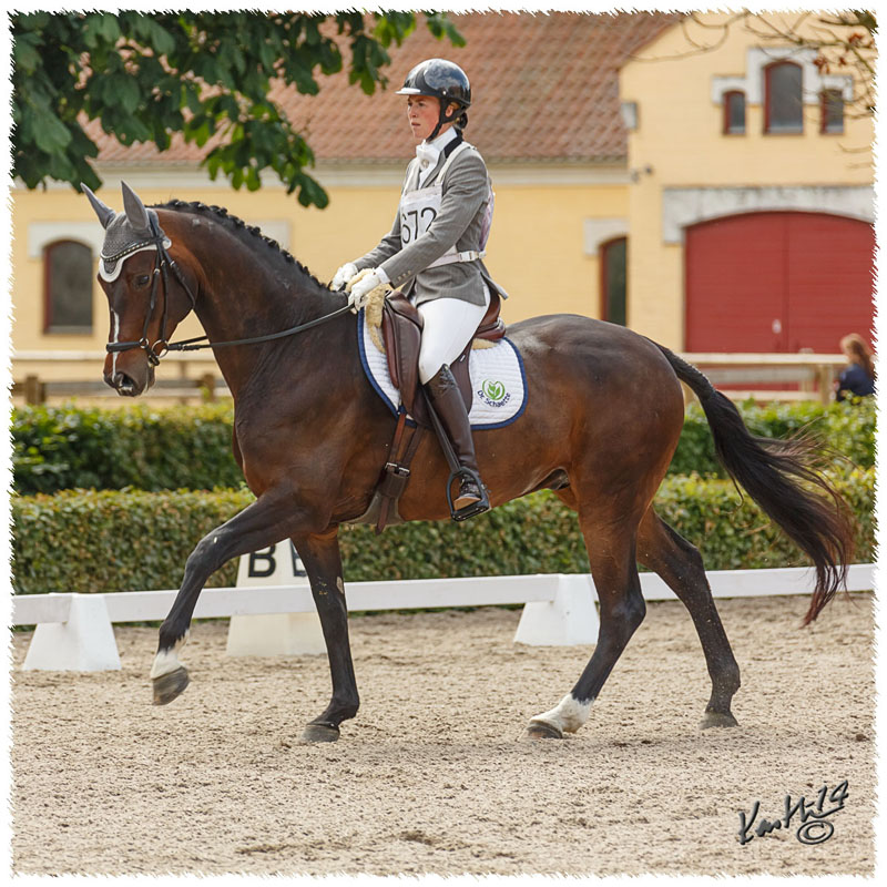 1406-2a-2080-Zorro-DR