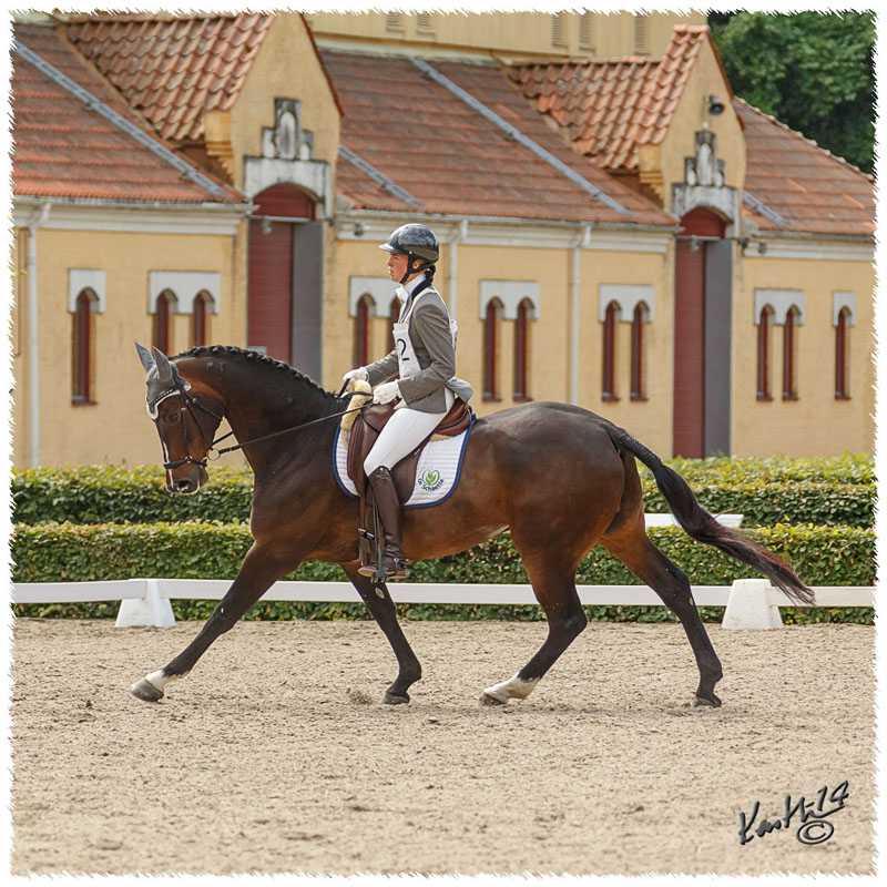 1406-2a-2097-Zorro-DR