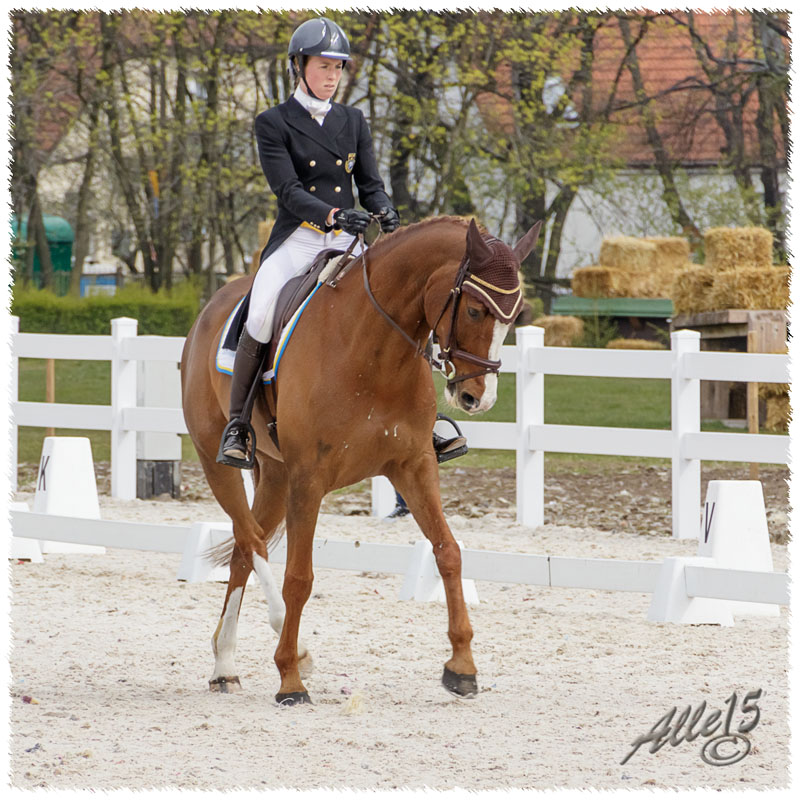 02-1504-1326-Sopot-SaG-Dino-DR