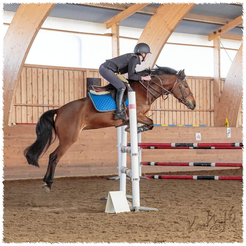 1603-8468-CR-hopp-ponny
